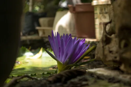 极速11选5走势图示意